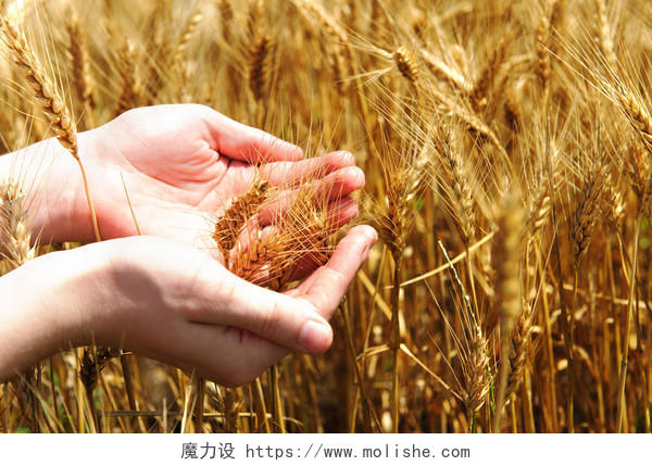 在一大片成熟的麦田里双手捧金色小麦希望的田野